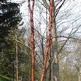 Red, orange and white bark on a Chinese paper Birch tree
