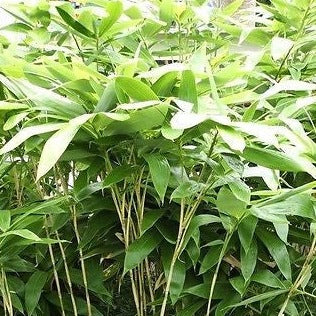 Sasa Plamata Bamboo Plant for your home and garden
