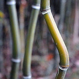 Box of 3 Phyllostachys aureosulcata 'Alata', live green crookstem bamboo plant.