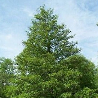 Alnus Glutinosa European Black Alder, very fast growing screen, 100 tree seeds