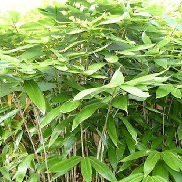 Sasa Plamata Bamboo Plant for your home and garden