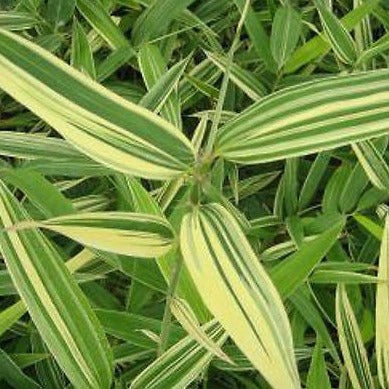 Buy Online Hibanobambusa Shiroshima Bamboo Plant For Your Garden & Hom...