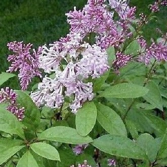 Korean Lilac Bush Syringa Villosa Fragrant Purple Flowers