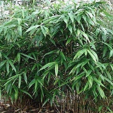 Bambusa Metake/Pseudosasa Japonica Korean/Japanese Arrow Bamboo, hardy hedge/screen to 0f