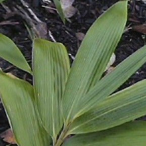 Sasa Plamata Bamboo Plant for your home and garden