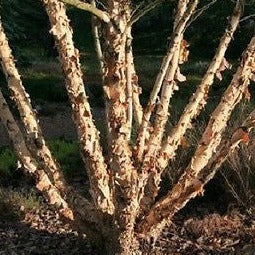 Chinese Paper Birch, Betula albo sinensis growing as a multi trunked tree.