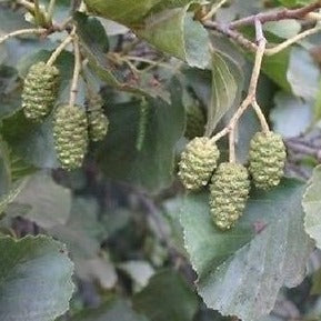 Alnus Glutinosa European Black Alder, very fast growing screen, 100 tree seeds