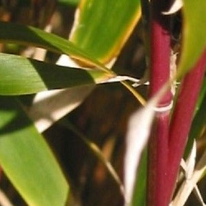 Semiarundinaria Fatuosa Temple Bamboo For Your Garden