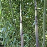 Phyllostachys Decora bamboo plant for sale for your garden,