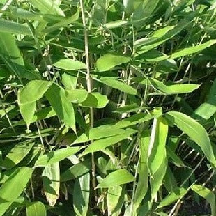 Sasa Plamata Bamboo Plant for your home and garden