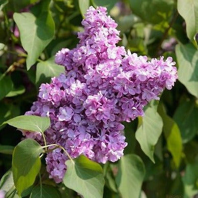 Korean Lilac Bush Syringa Villosa Fragrant Purple Flowers