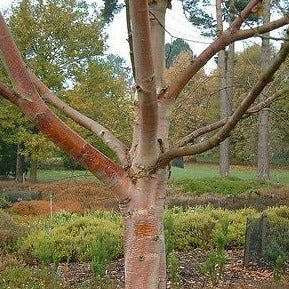 Red, orange and white bark on a Chinese paper Birch tree