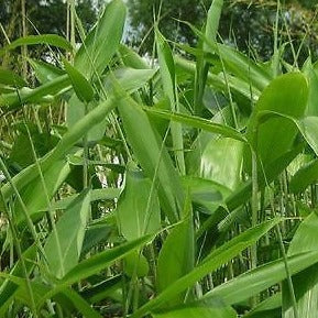 Sasa Plamata Bamboo Plant for your home and garden