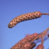 Alnus Glutinosa European Black Alder, very fast growing screen, 100 tree seeds