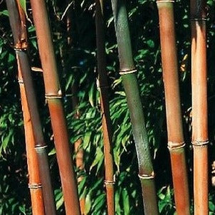 Semiarundinaria Fatuosa Temple Bamboo For Your Garden