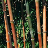 Semiarundinaria Fatuosa Temple Bamboo For Your Garden