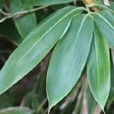 Sasa Plamata Bamboo Plant for your home and garden