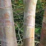 Red, orange and white bark on a Chinese paper Birch tree