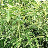 Buy Online Hibanobambusa Shiroshima Bamboo Plant For Your Garden & Hom...