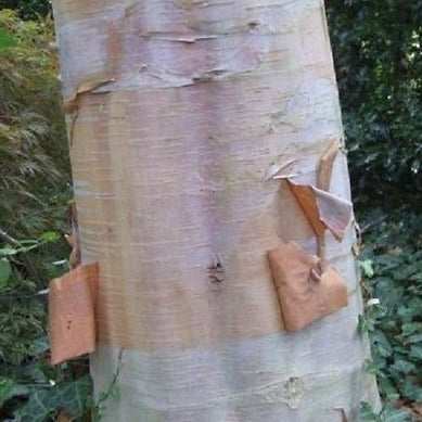 Red, orange and white bark on a Chinese paper Birch tree