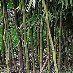 Box of 3 Phyllostachys aureosulcata 'Alata', live green crookstem bamboo plant.