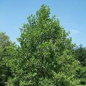 Alnus Glutinosa European Black Alder, very fast growing screen, 100 tree seeds