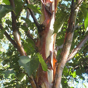 Peeling bark on a Chinese Paper Birch, Betula albo sinensis
