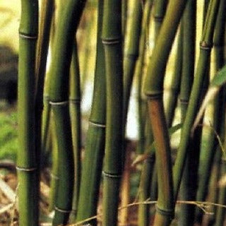 phyllostachys aureosulcata alata bamboo plant for you garden