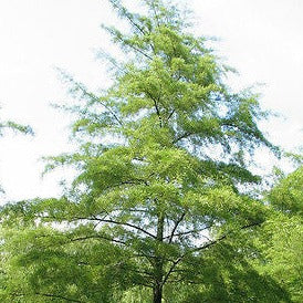 Alnus Glutinosa European Black Alder, very fast growing screen, 100 tree seeds