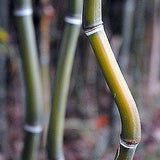 phyllostachys aureosulcata alata bamboo plant for you garden