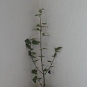 Chinese Paper Birch, Betula albo sinensis growing as a multi trunked tree.