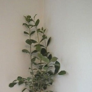 #1 SIze Korean Lilac Bush Syringa Villosa Fragrant Purple Flowers