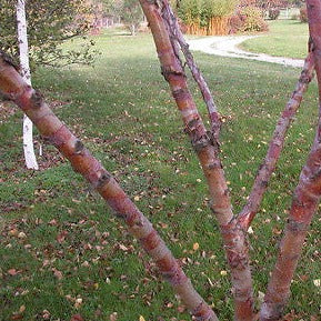 Red, orange and white bark on a Chinese paper Birch tree