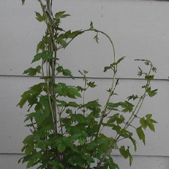 Hops,  Willamete Hops