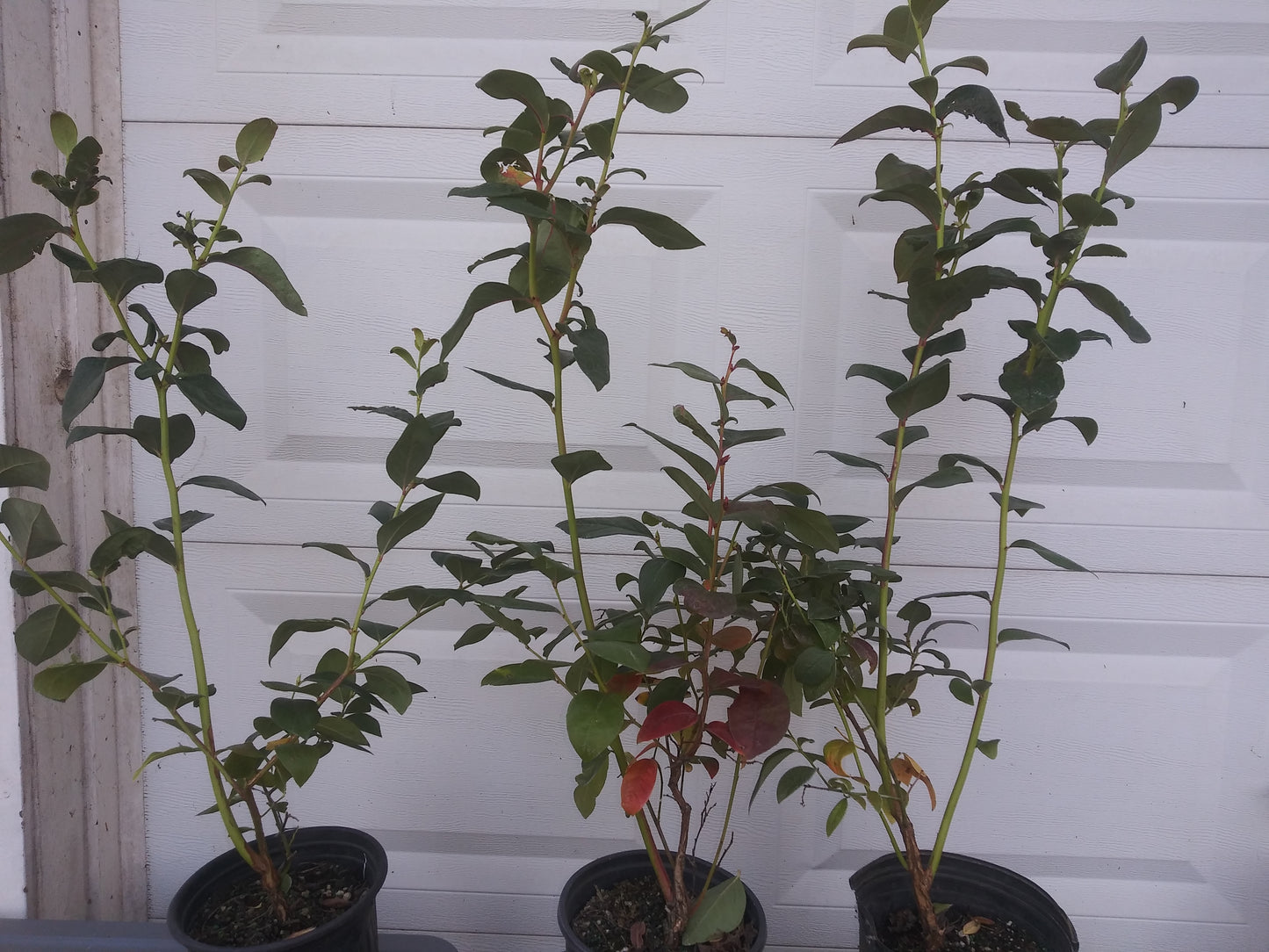 Pink Lemonade Blueberry