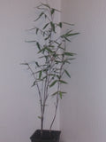 Borinda Macclureana Bamboo