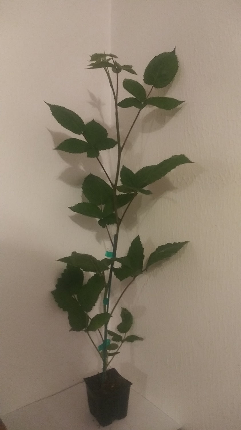 Columbia Giant Thornless Blackberry