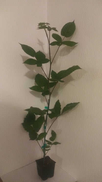 Columbia Giant Thornless Blackberry