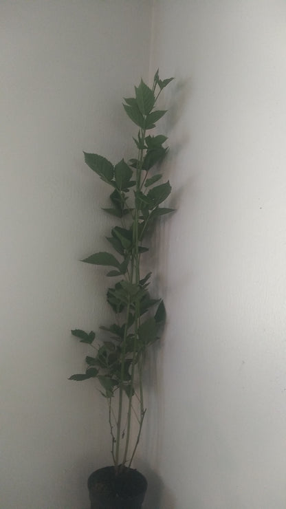 Columbia Star Blackberry