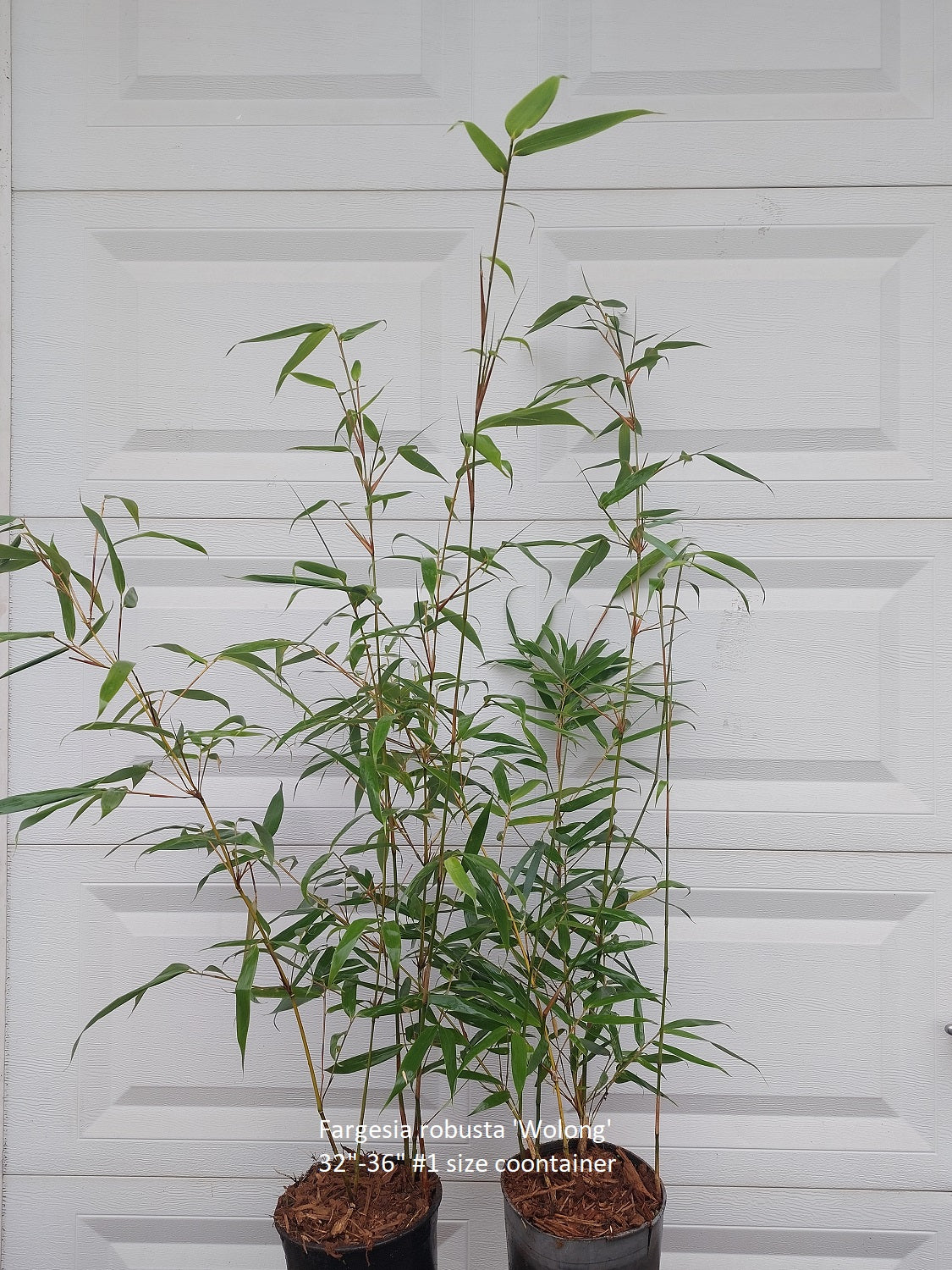 Fargesia Robusta 'Wolong' Bamboo