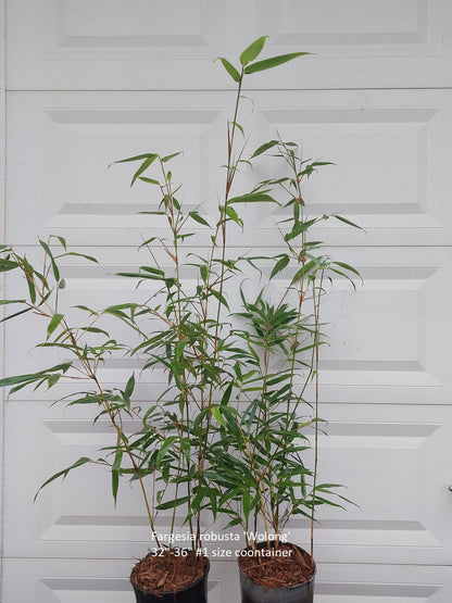Fargesia Robusta 'Wolong' Bamboo