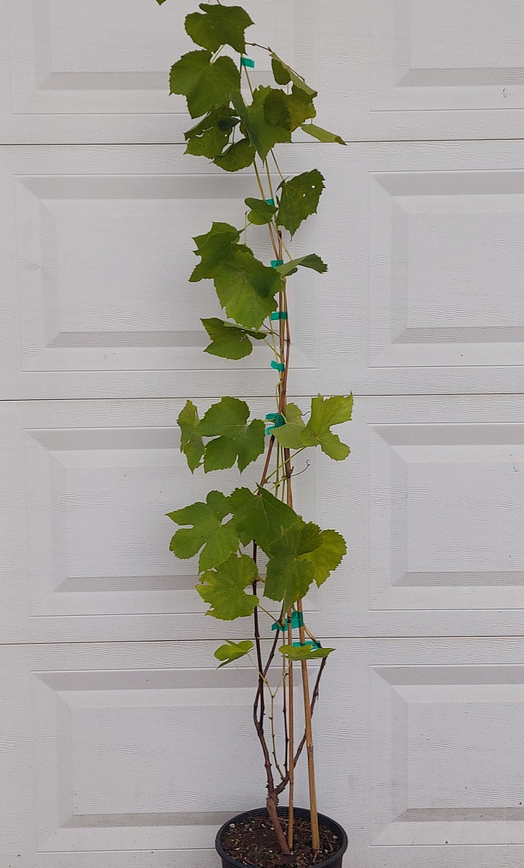 Interlaken Seedless Grape