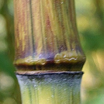 Phyllostachys Harbin Inversa bamboo plant for your home and garden.  