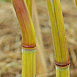 Phyllostachys Harbin Inversa bamboo plant for your home and garden.