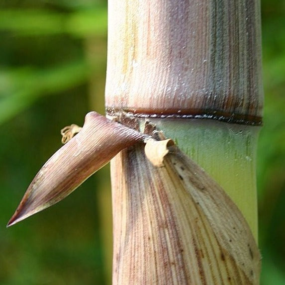 Phyllostachys Harbin Inversa bamboo plant for your home and garden.