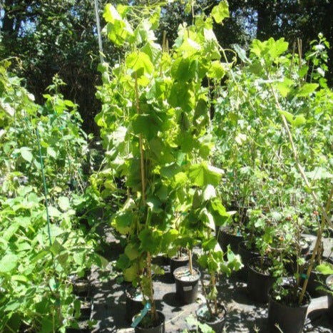Concord Grape plants growing at Maya Gardens, Inc. nursery