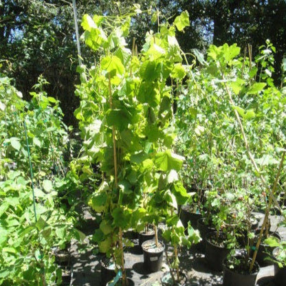 Vanessa Red Grape Vines Growing at Maya Gardens, Inc