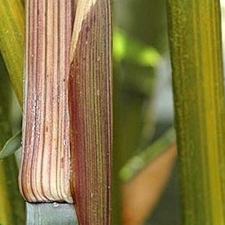 Phyllostachys Harbin Inversa bamboo plant for your home and garden.