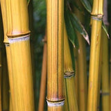 Phyllostachys Harbin Inversa bamboo plant for your home and garden.