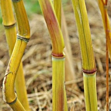 Phyllostachys Harbin Inversa bamboo plant for your home and garden.